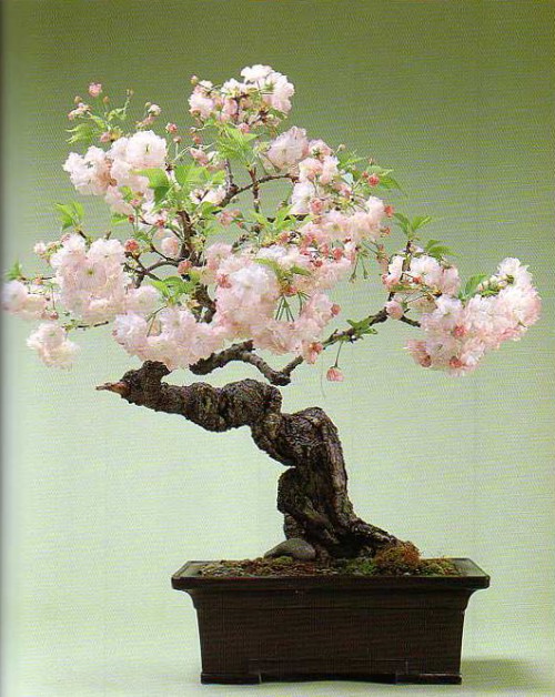 From his book Four Seasons of Bonsai (sadly, long out of print).