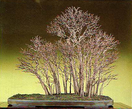 Japanese Maple Bonsai on Trident Maple Forest From Bonsai Today Issue 14   I Counted 29 Trees