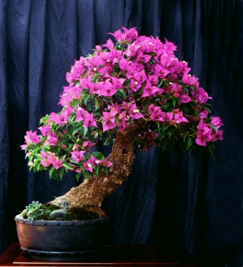 Bougainvillea Bonsai Schnitt