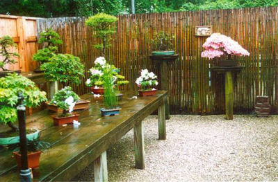 Azaleas-on-bench