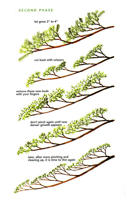 Pruning and Caring for your bonsai Infographs