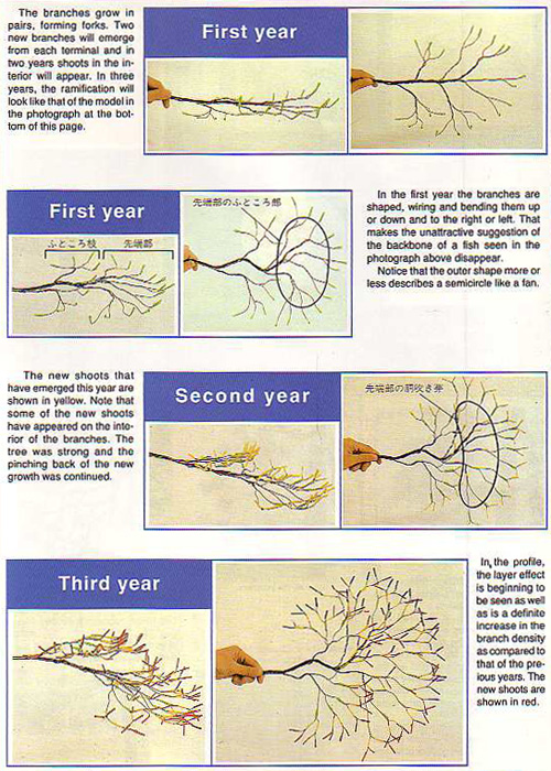 BT13branches