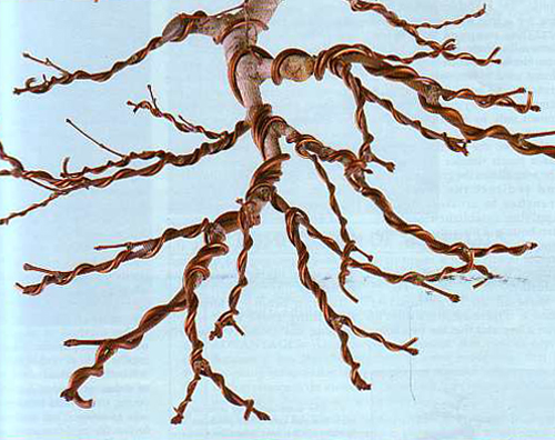 Wire Branches