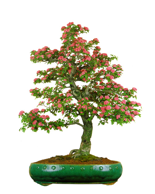 English hawthorn bonsai