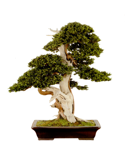 Taxus bonsai