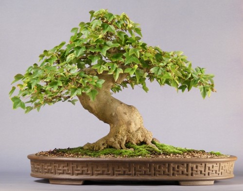 Acer Buergerianum Bonsai