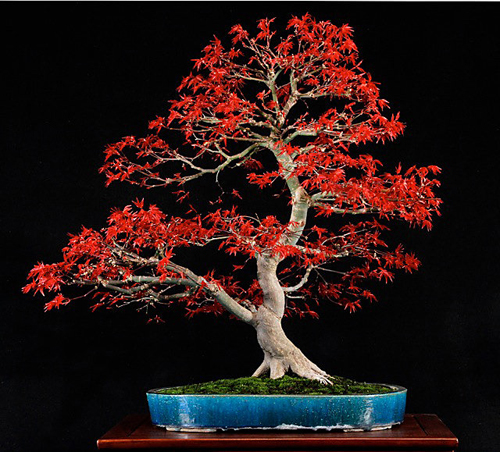 japanese maple bonsai tree. Deshojo Japanese maple by Bill