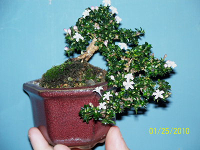 I flowering-serissa-for-contest-at-stone-lantern-0102