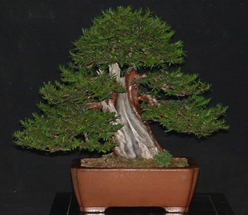 Taxus baccata