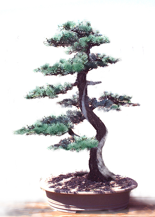 blue atlas cedar bonsai