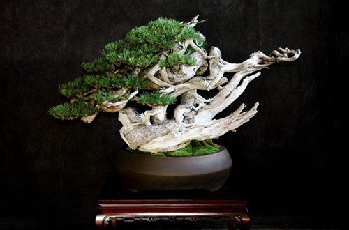 Mugo Bonsai Creativo School