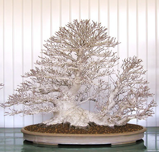 American Beech Bonsai