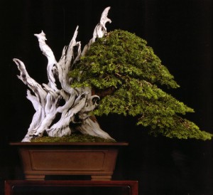 Jin Bonsai