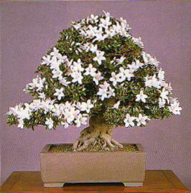 Azalea bonsai