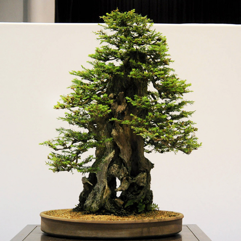 Amazing Redwood Bonsai Tree of all time Learn more here 