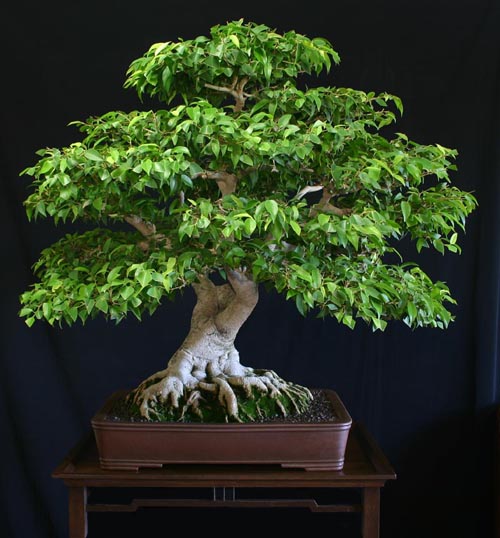 contest_Bradley_Barlow_Ficus_benjamina