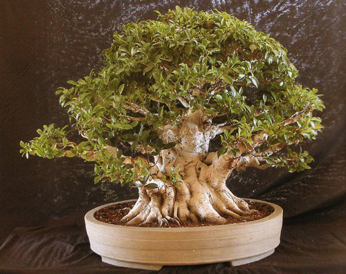 ficus