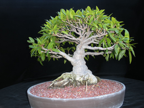 ficus