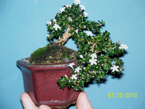 flowering serissa for contest at stone lantern 010