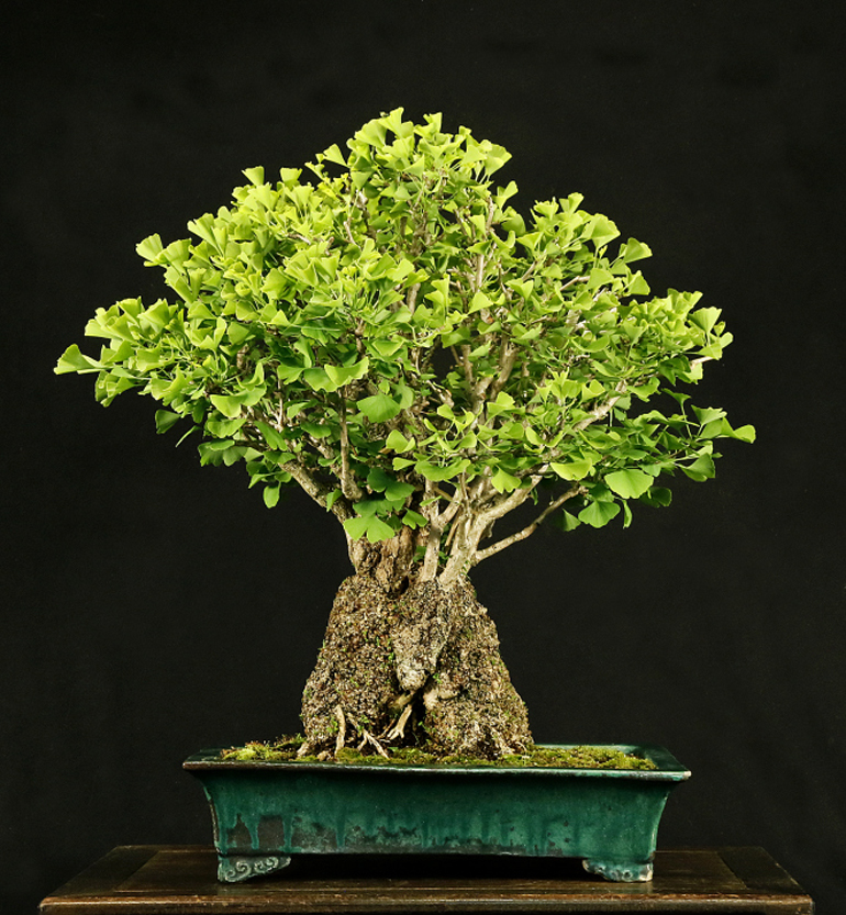 Bonsai Bark | Promoting and Expanding the Bonsai Universe | Page 6