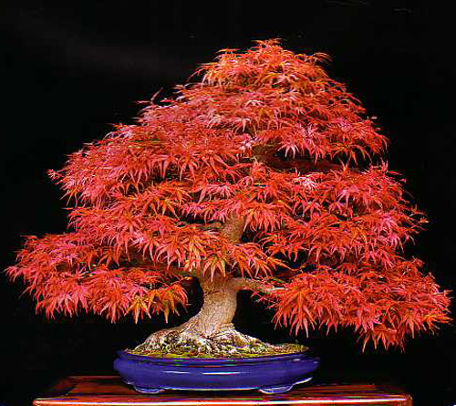 bloodgood japanese maple bonsai. japanese maple bonsai for sale