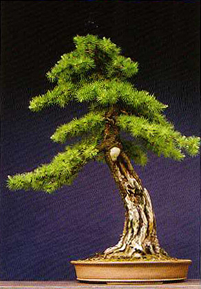 Larch