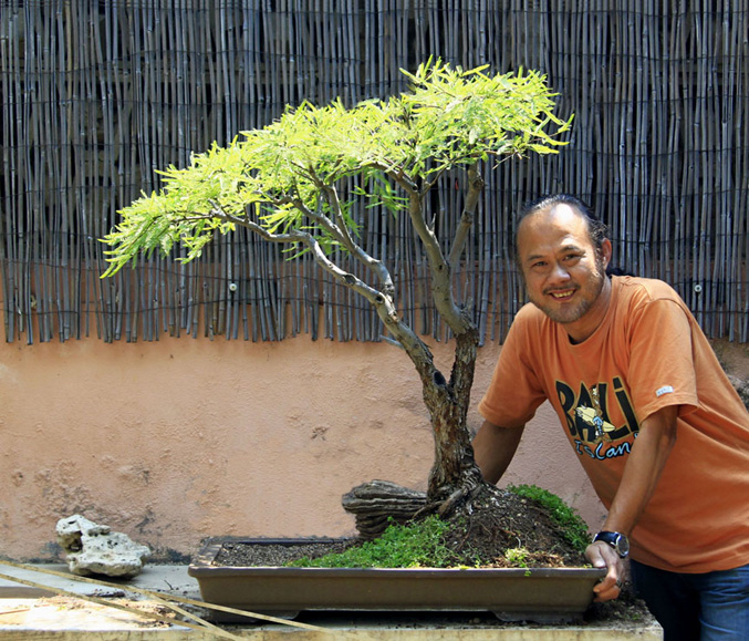 Acacia Bonsai Trees