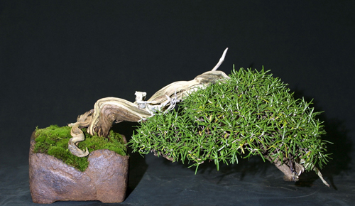 Rosemary Bonsai