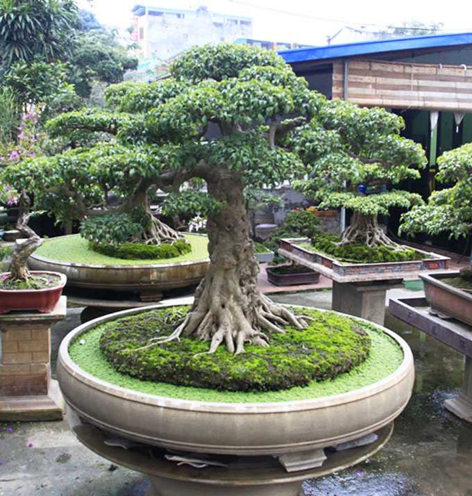 Growing a Full size bonsai tree