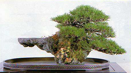 Black Pine Bonsai on Post A Comment Cancel Reply
