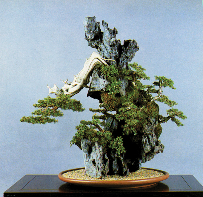 More Root-on-Rock Bonsai & What’s the Difference? | Bonsai Bark