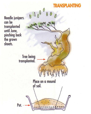 transplanting