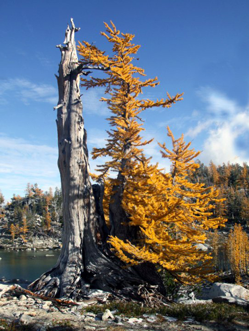 wildlarch