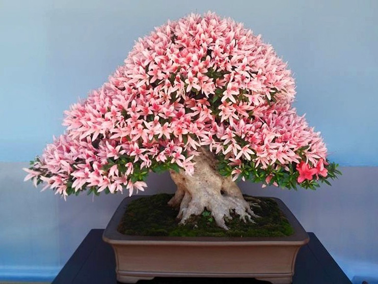 01-flowering-azalea-bonsai