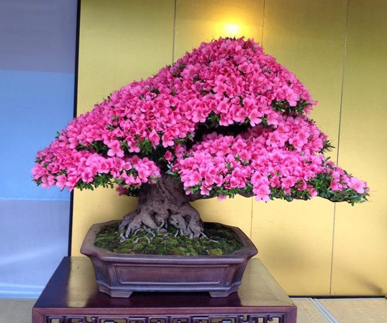 02-flowering-azalea-bonsai