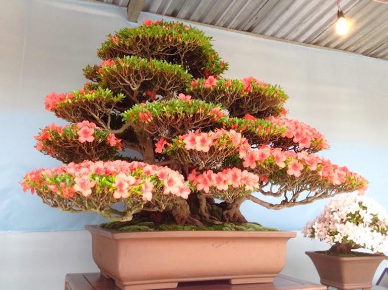 05-flowering-azalea-bonsai
