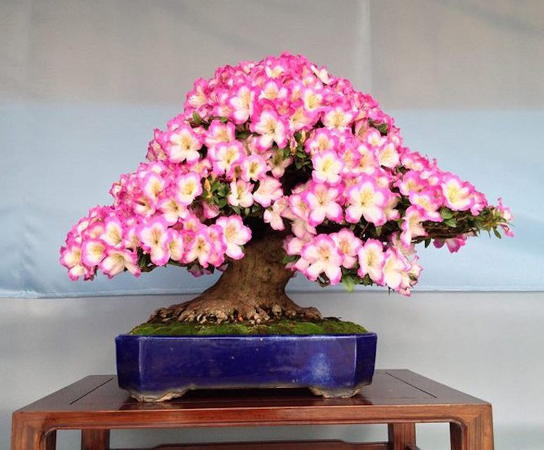 07-flowering-azalea-bonsai