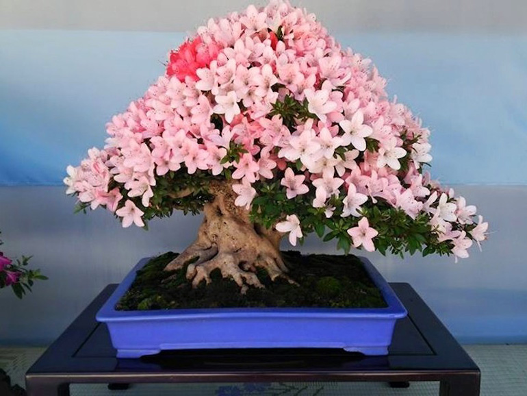 13-flowering-azalea-bonsai