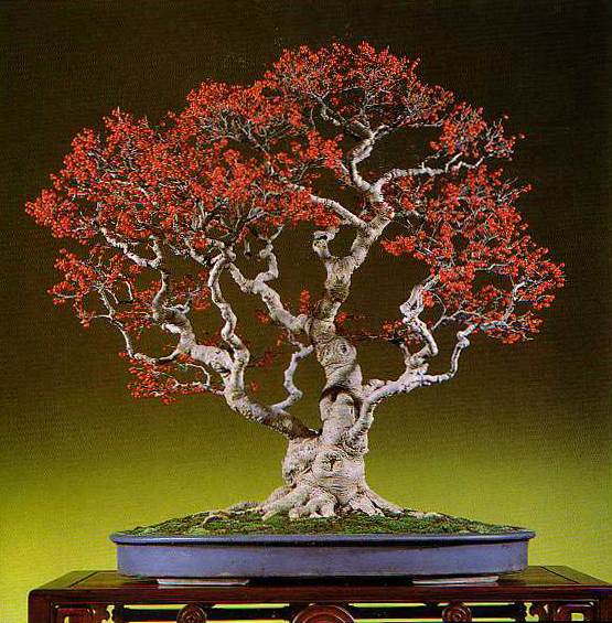 Bonsai Gallery: Five Magnificent Trees | Bonsai Bark