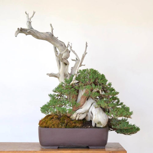 More Bonsai Stories – Stone Lantern