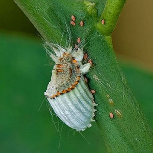 320px-scale_insect2