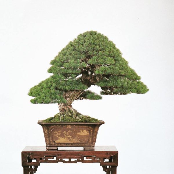 More Bonsai Stories – Stone Lantern