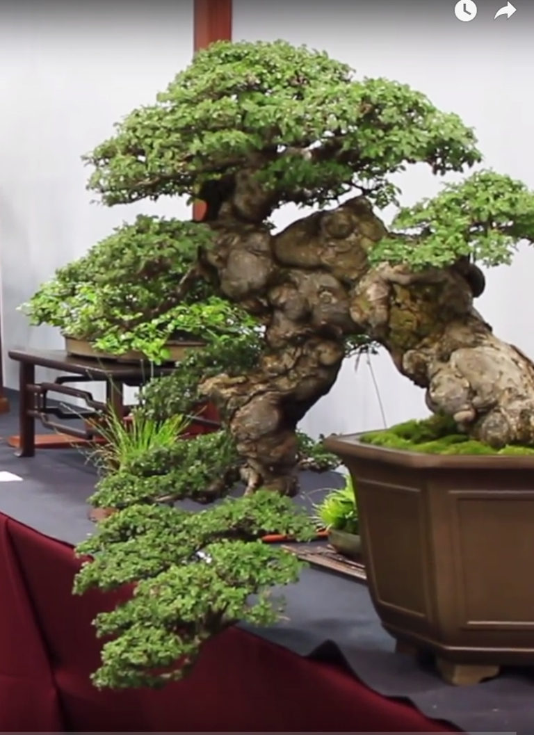 Three Shots Lifted From Oscar’s Exhibition Video | Bonsai Bark