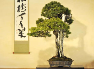 Omiya’s Pines, Bonsai Beauty & Heart – Stone Lantern