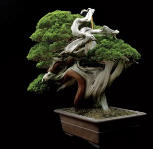 The Finest of the Fine | Bonsai Bark