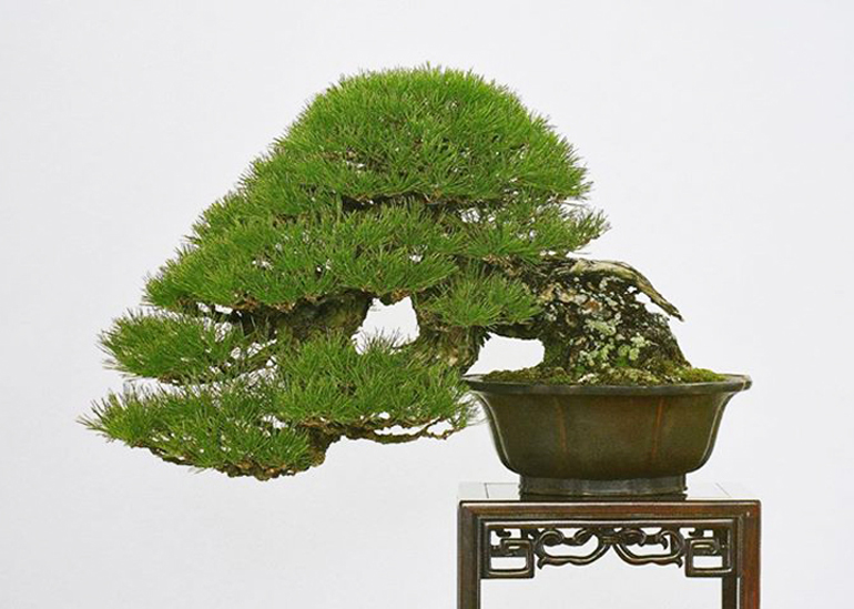 20 Japanese Red Pine SeedsEvergreen Bonsai Korean Pinus Densiflora 