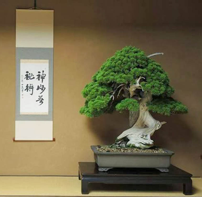 800-year-old-bonsai-tree