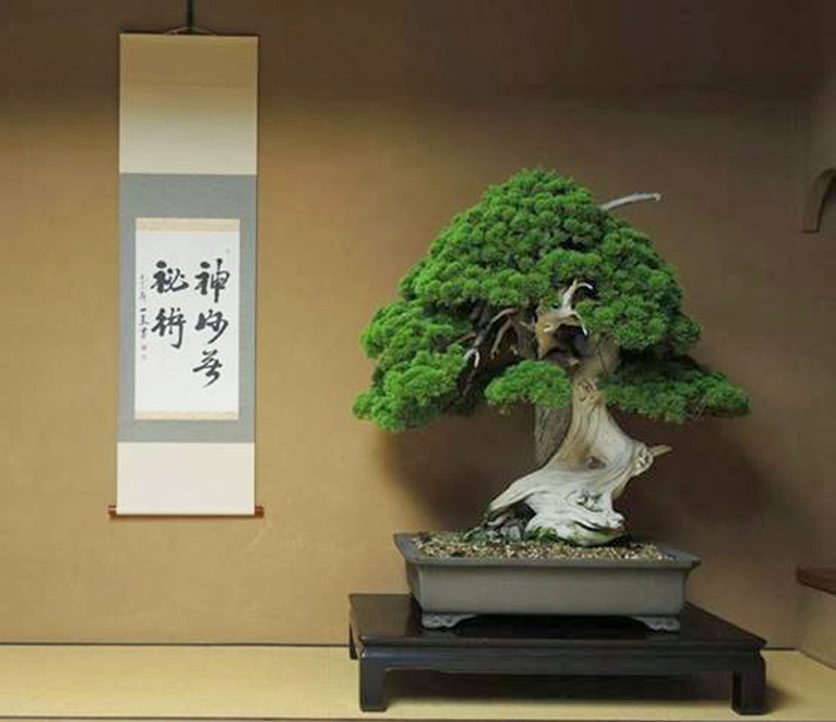 800-year-old-bonsai-tree