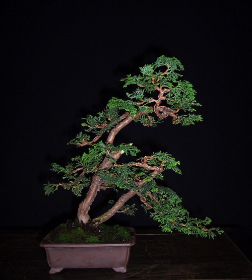 More Bonsai From Scratch Winners Bonsai Bark