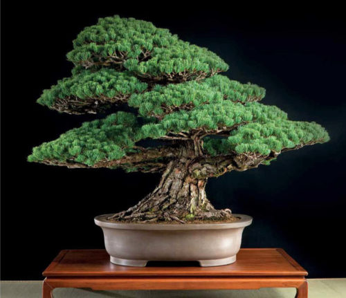 Bonsai & Penjing, Ambassadors of Peace & Beauty | Bonsai Bark